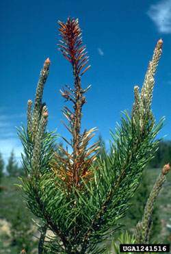 Lodgepole terminal weevil damage