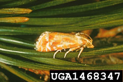 European Pine Shoot Moth