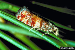 Nantucket Pine Tip Moth