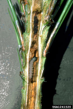 Western Pine Shoot Borer