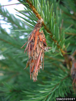 Bagworm