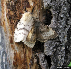 Gypsy Moth