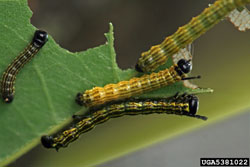 Orangestriped Oakworm