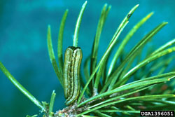 Red Pine Sawfly