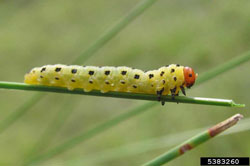 Redheaded Pine Sawfly