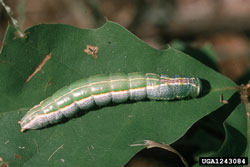 Saddled Prominent