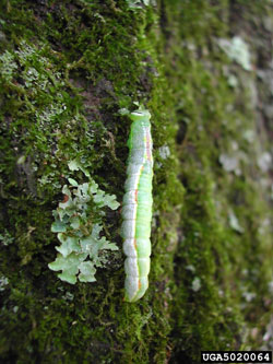 Variable Oakleaf Caterpillar