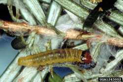 Western Blackheaded Budworm