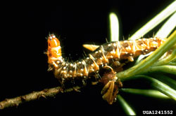 Western Spruce Budworm