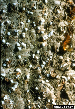 Balsam Woolly Adelgid