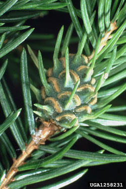 Eastern Spruce Gall Adelgid