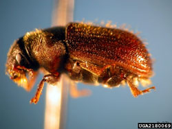 Spruce Beetle